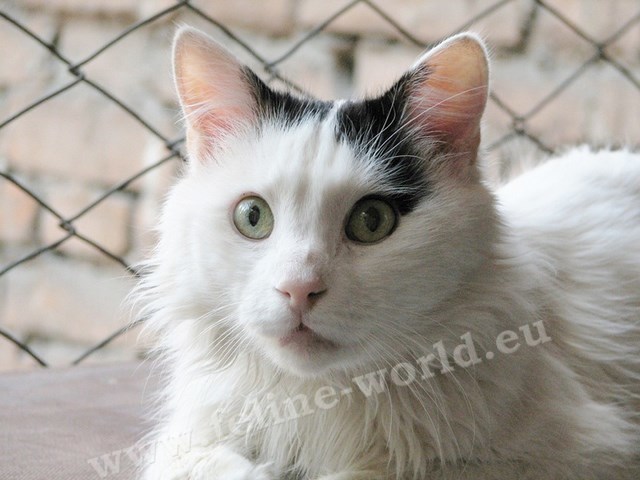 Turkish_Van_1 (RACE)